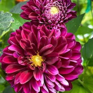 Meet your Posher, Serenity love